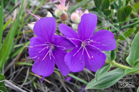 Vegetação ao longo da trilha da Lagoinha do Leste, na costa sul de Florianópolis, em Santa Catarina
